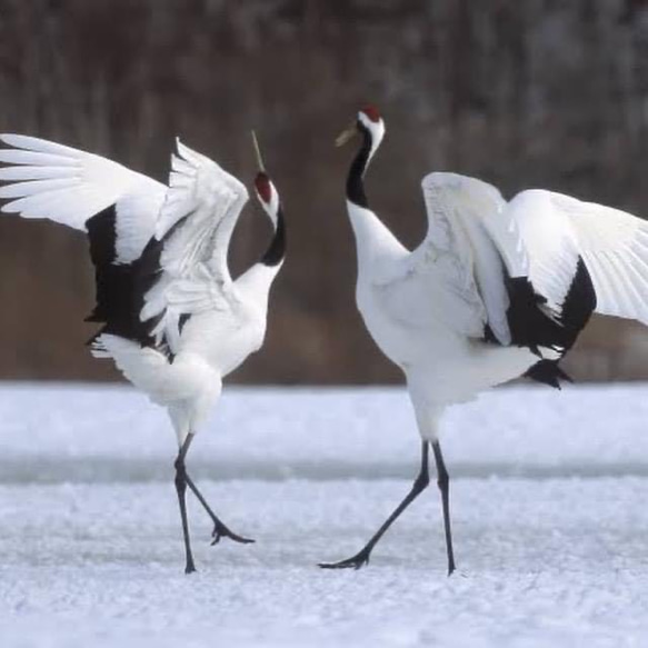 knot  -crane- 鶴　ご祝儀袋 3枚目の画像