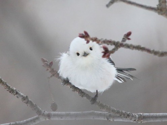 knot  雪　シマエナガのご祝儀袋 8枚目の画像