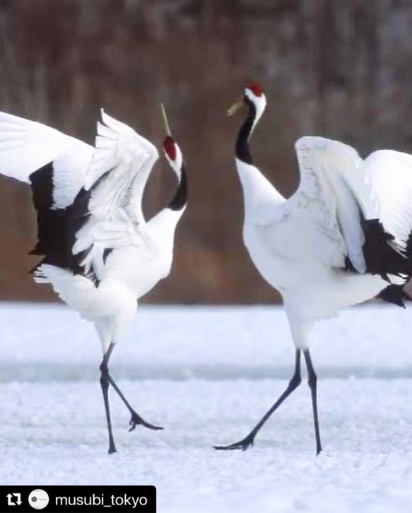 knot  夫婦鶴　- crane - 6枚目の画像