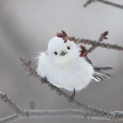 knot   雪空　シマエナガのご祝儀袋 6枚目の画像