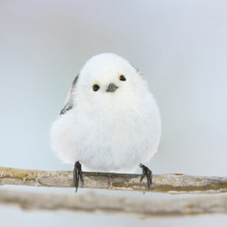 knot   雪空　シマエナガのご祝儀袋 7枚目の画像