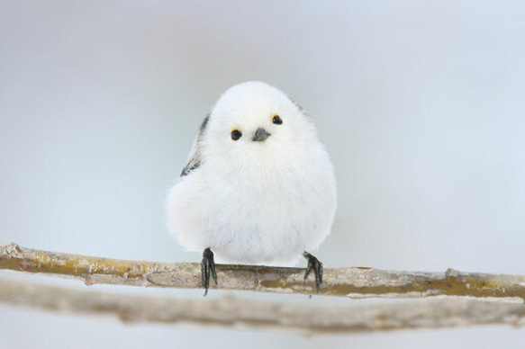 knot   雪空　シマエナガのご祝儀袋 7枚目の画像