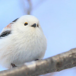 knot   雪空　シマエナガのご祝儀袋 8枚目の画像