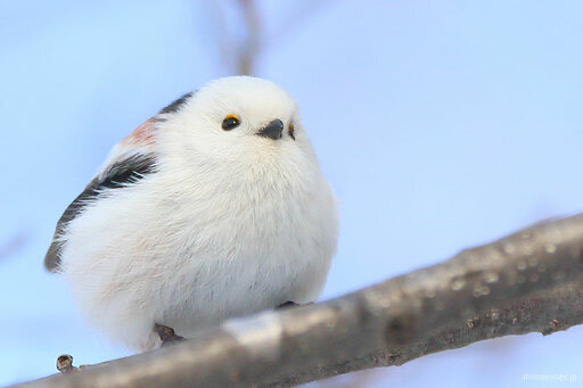 knot   雪空　シマエナガのご祝儀袋 8枚目の画像