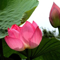 蓮の花　- Lotusflower - 4枚目の画像