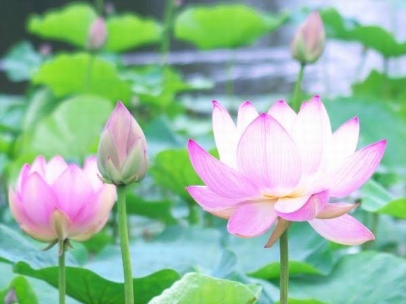 蓮の花　- Lotusflower - 5枚目の画像