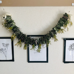 ユーカリポポラスとミモザのミルフィーユガーランド ドライフラワー