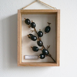 植物標本】 8種の個性的な木の実たち ハーバリウム・植物標本 坂