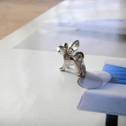 秋田犬 1枚目の画像