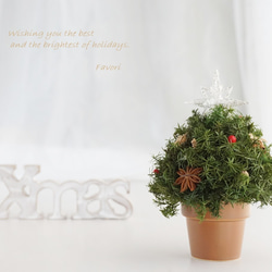 【再販】コロンとしたミニクリスマスツリー　ヒムロスギ　八角　プリザーブドフラワー　アーティフィシャルフ 3枚目の画像