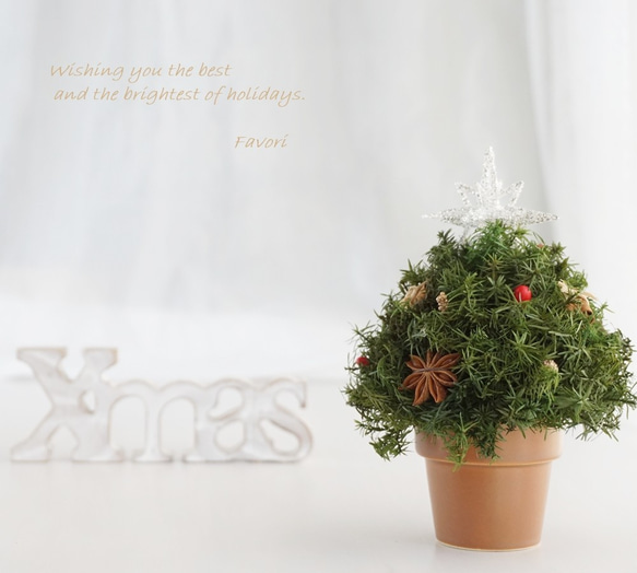 【再販】コロンとしたミニクリスマスツリー　ヒムロスギ　八角　プリザーブドフラワー　アーティフィシャルフ 3枚目の画像