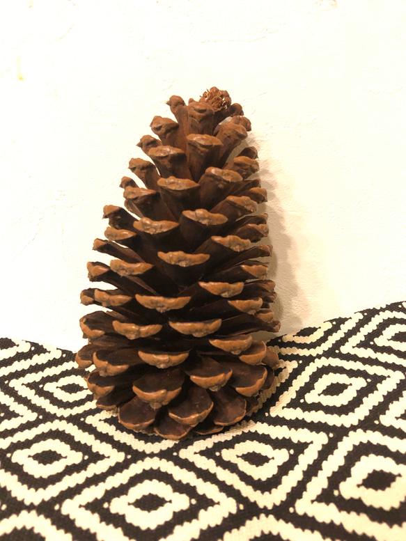 松ぼっくり 特大サイズ 素材 1個−3個購入はこちら その他素材 Sunku