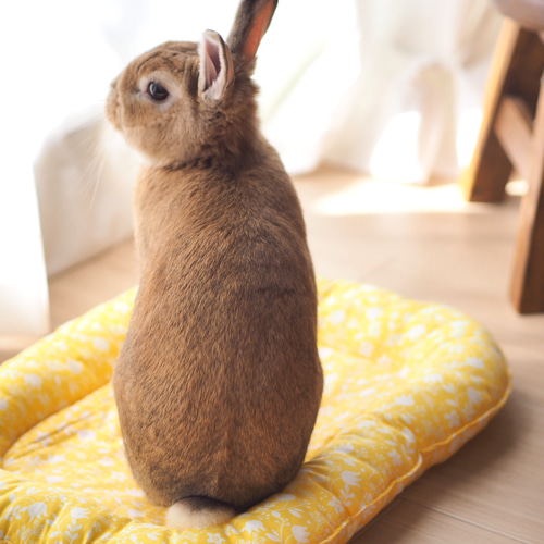 うさぎさん用 ゴロンちょマット・イエローガーデン(クッション、ペット