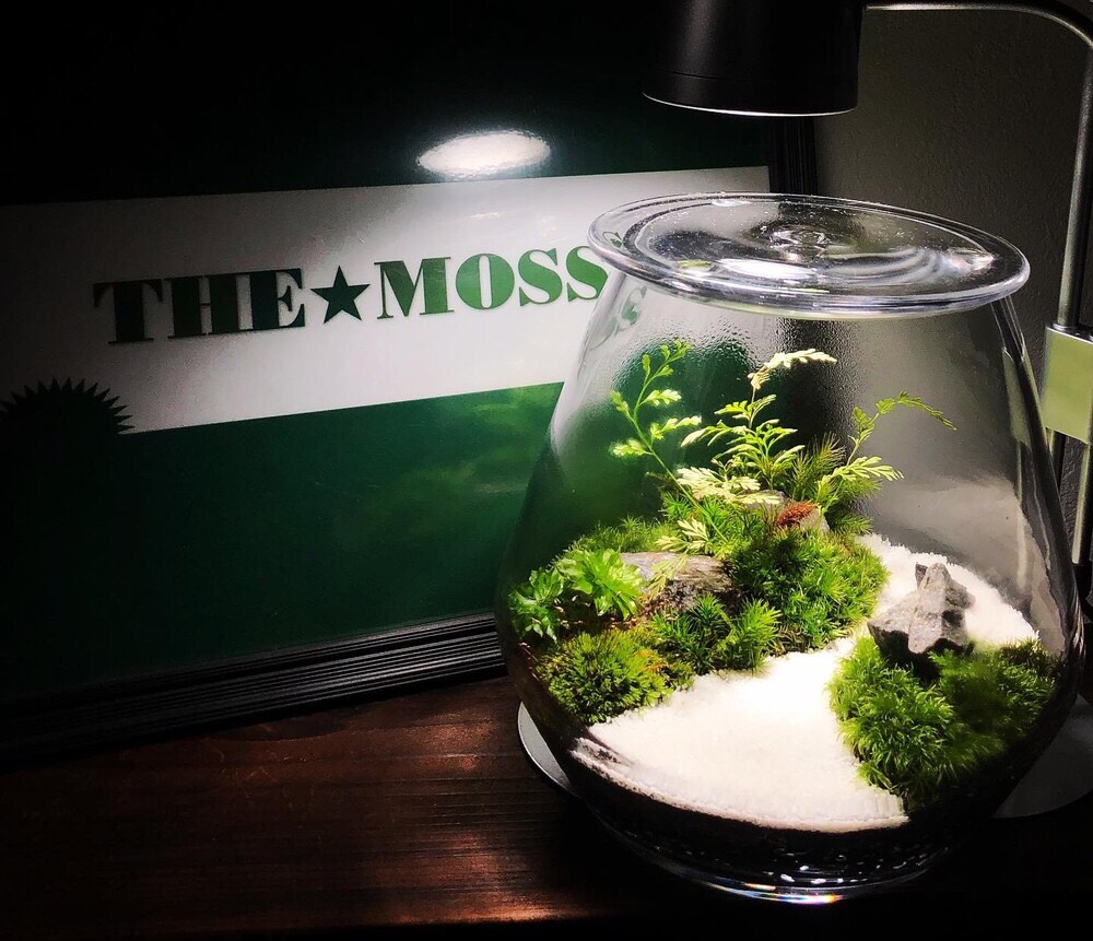 枯山水　苔テラリウムオーダーメイド【唯一無二】プレゼントにもオススメ！！