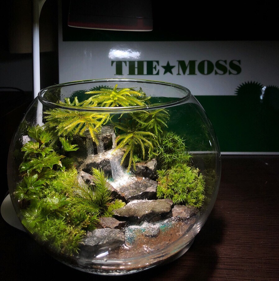 苔テラリウム オーダーメイド（大）☆特別な一品☆プレゼントにも