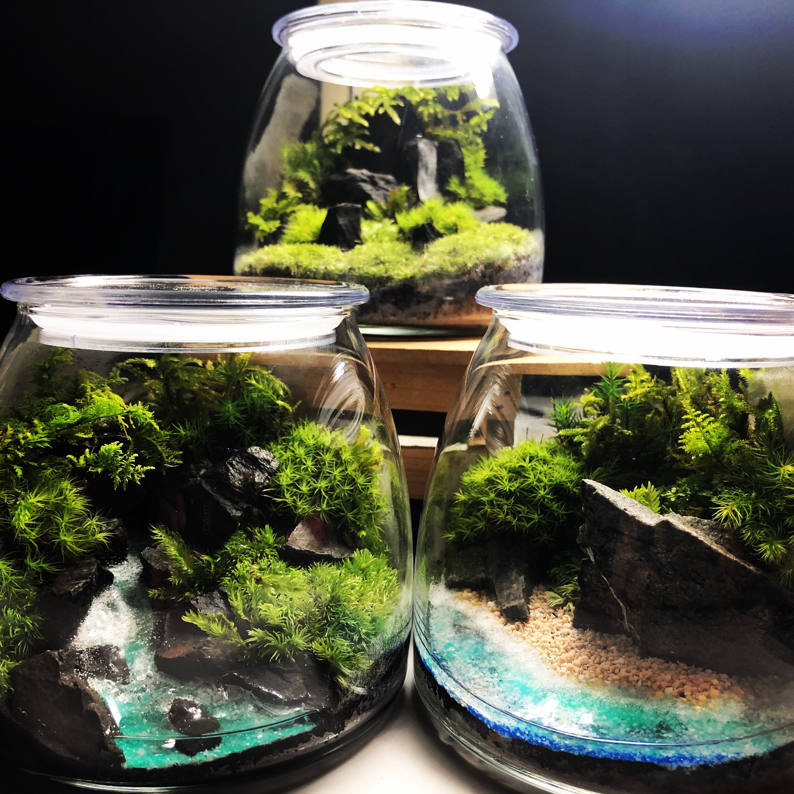 苔テラリウム オーダーメイド 特別な一品 プレゼントにもオススメ