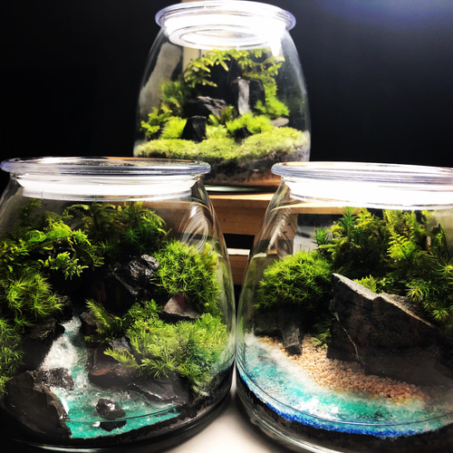 苔テラリウム オーダーメイド☆特別な一品☆プレゼントにもオススメ