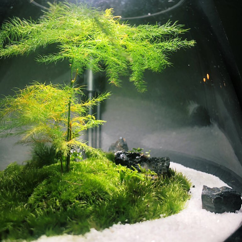 枯山水 苔テラリウムオーダーメイド【唯一無二】プレゼントにも