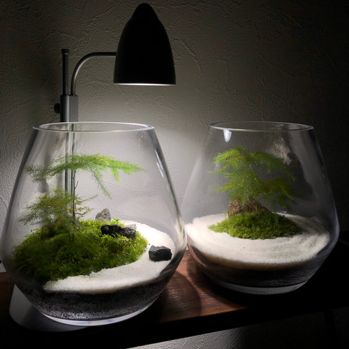 枯山水 苔テラリウムオーダーメイド【唯一無二】プレゼントにも