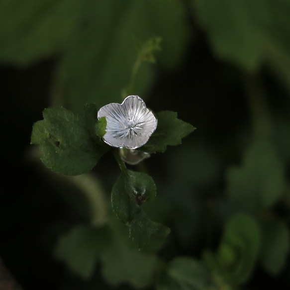 植物描写シリーズ|小さな花が咲くスターリングシルバーのイヤリング 5枚目の画像