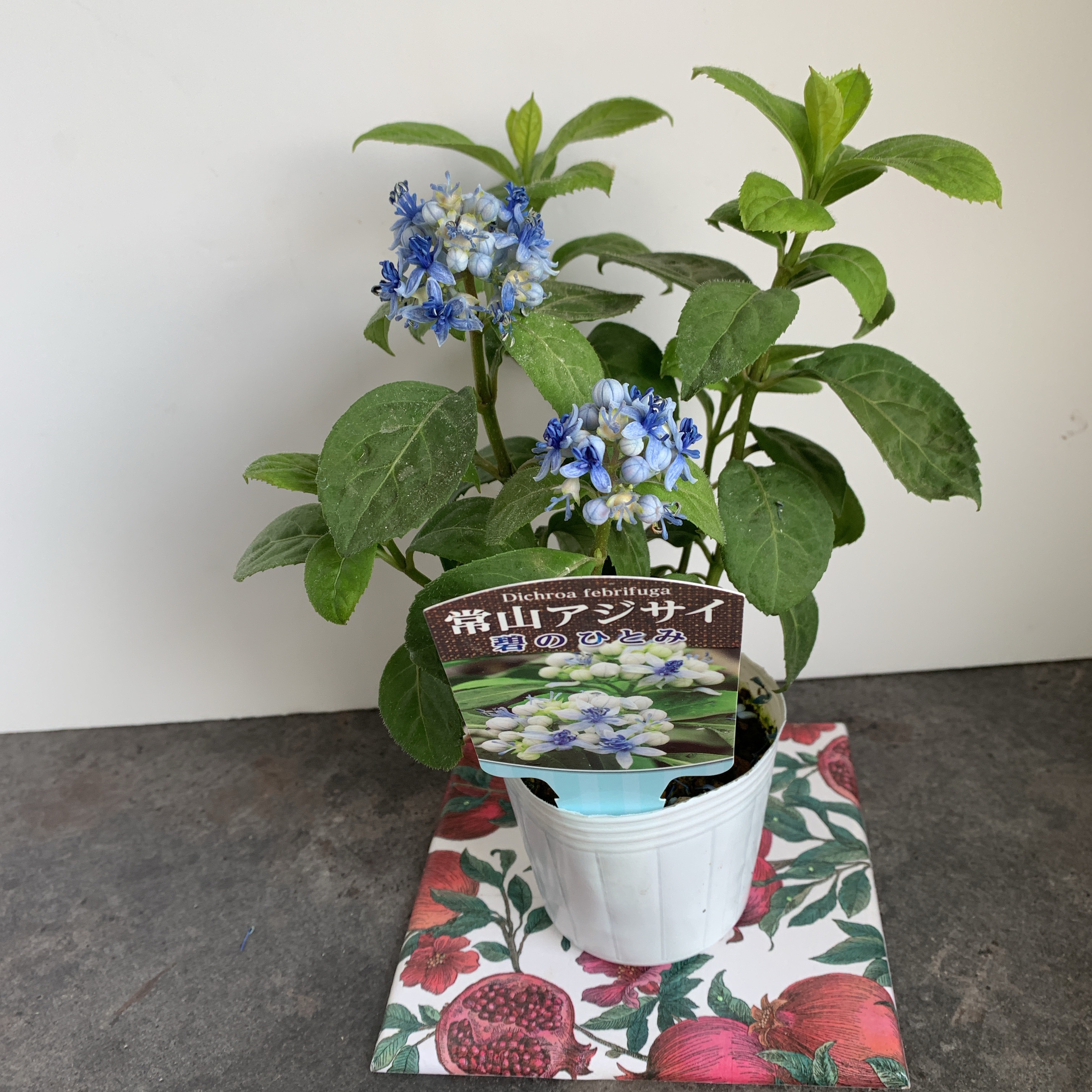 常山アジサイ5号プラ鉢 常山あじさい 碧のひとみ 7号プラ鉢 楽天