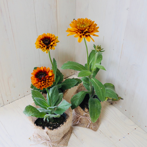 宿根草♡ルドベキア♡チェロキーサンセット♡麻巻き♡ アート