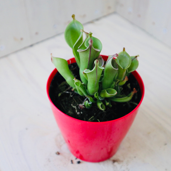 レア♡食中植物♡ヘリアンフォラ♡ミノール♡ポットごと♡ 2枚目の画像