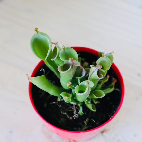 レア♡食中植物♡ヘリアンフォラ♡ミノール♡ポットごと♡ 4枚目の画像