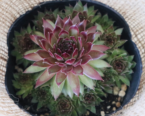 センペルビウム パシフィックナイト センペルビウム（パシフィック