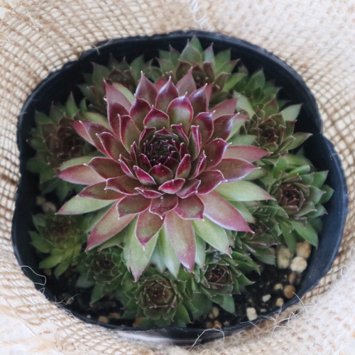 多肉植物　センペルビウム　パシティックナイト パシフィックナイト☆センペルビウム☆多肉植物 その他素材