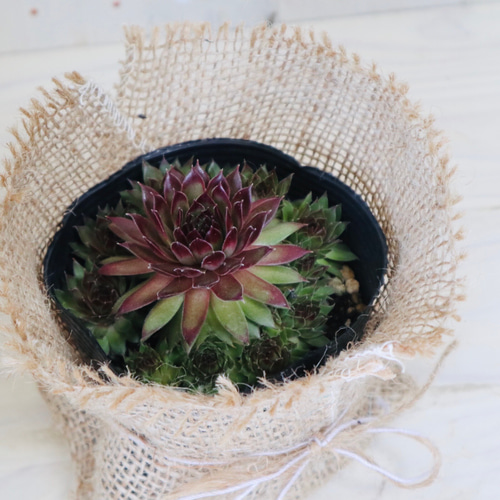 センペルビウム属♡パシフィックナイト♡多肉植物♡麻巻き♡ アート