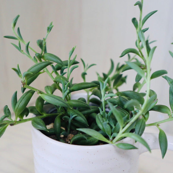 多肉植物　バナナネックレス　発根済みカット苗 楽天市場】セネキオ バナナネックレス 2.5号サイズ 苗 多肉植物 タニク