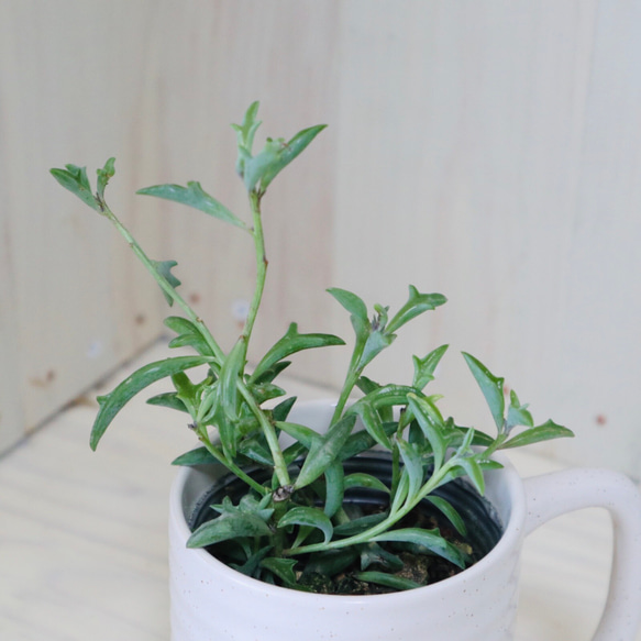 ドルフィンネックレス♡セネキオ属♡多肉植物♡白陶器カップつき♡ 5枚目の画像