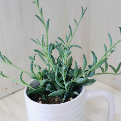 多肉植物^o^ カット苗5種セット+アーモンドネックレスetc. 多肉植物^o^ カット苗5種セット+アーモンドネックレスetc. 【公式通販】