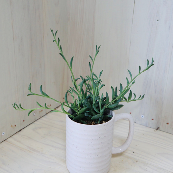 アーモンドネックレス♡セネキオ属♡多肉植物♡白陶器カップつき♡ 3枚目の画像