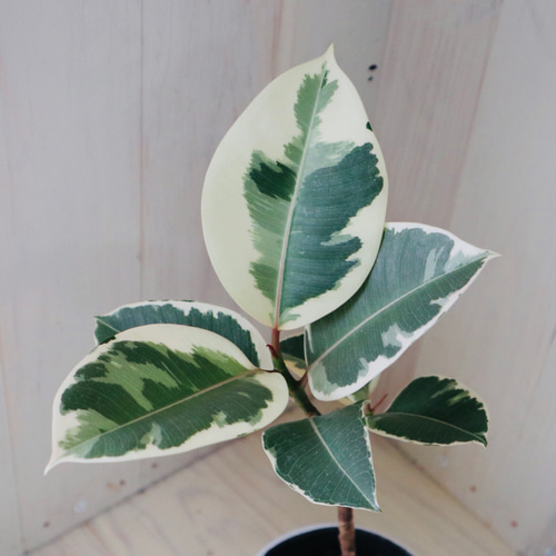 希少 観葉植物 良質 フィカス ティネケ ❷株 斑入り葉 白 陶器鉢 金運アップ 斑入り♡ゴムの木♡フィカス・ティケネ♡白陶器セット♡ アート