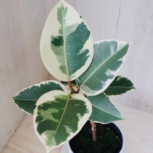 希少 観葉植物 良質 フィカス ティネケ ➁株 斑入り葉 白 陶器鉢 金運