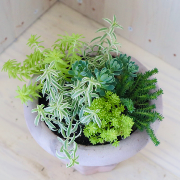 セダム♡寄せ植え♡多肉植物♡テラコッタ♡ 4枚目の画像