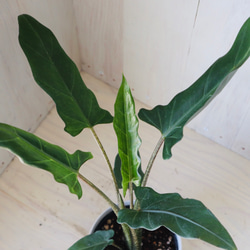 希少♡アロカシア♡ラウテルバキアナ♡観葉植物♡4号ポット♡ アート