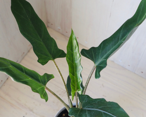 希少♡アロカシア♡ラウテルバキアナ♡観葉植物♡4号ポット♡ アート