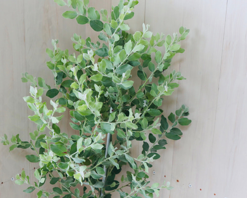 0_491060604983ca36769fb119400f