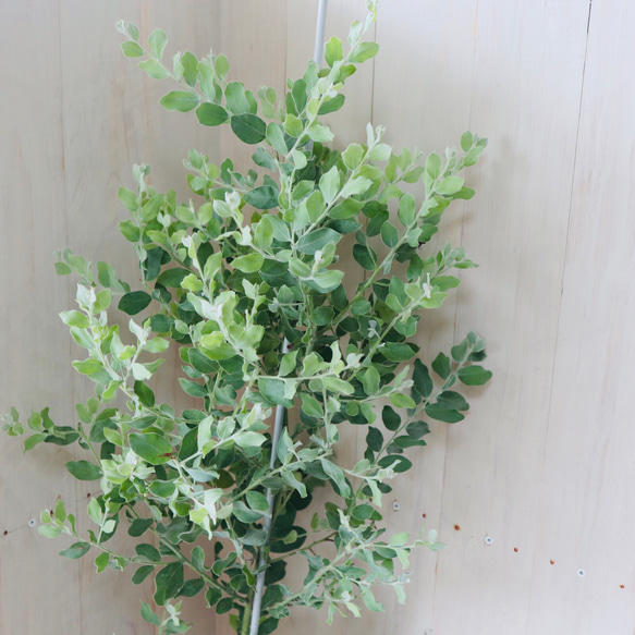 パールアカシア　大苗 鉢植えパールアカシア 約1.8m 現品発送 イエロースパーク 特大