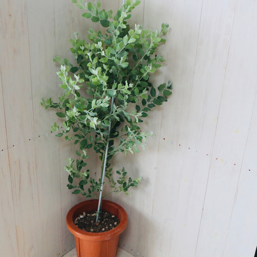 パールアカシア　大苗 大苗♡アカシア♡パールアカシア♡シンボルツリー♡7号鉢