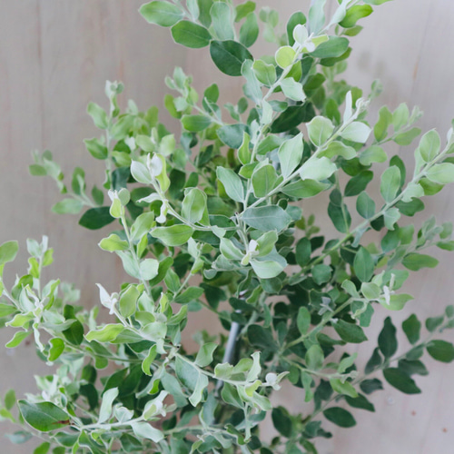 大苗♡アカシア♡パールアカシア♡シンボルツリー♡7号鉢