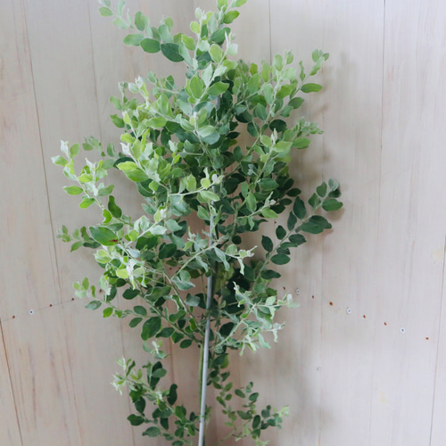 大苗♡アカシア♡パールアカシア♡シンボルツリー♡7号鉢