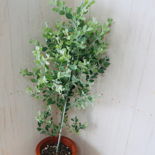 大苗♡アカシア♡パールアカシア♡シンボルツリー♡7号鉢♡ アート