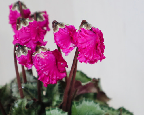 ガーデンシクラメン♡ミニシクラメン♡ふわもこ♡パープル♡底面給水