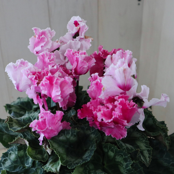 ガーデンシクラメン♡ミニシクラメン♡メレンゲ♡バイカラー♡5号鉢