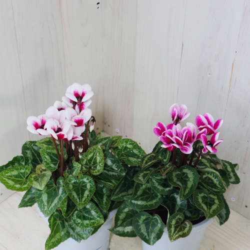 軽井沢育ち♡ガーデンシクラメン♡ゴブレット♡底面給水♡2鉢セット