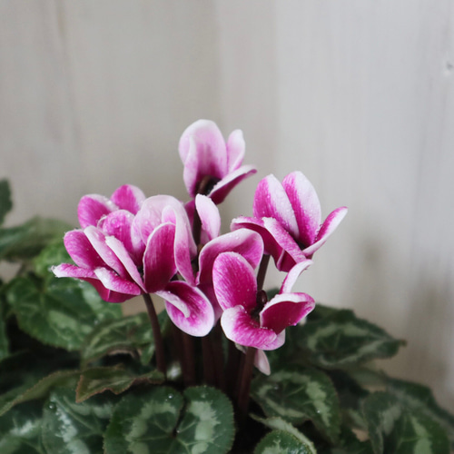 花＊花　レディース GX 2枚 軽井沢育ち♡ガーデンシクラメン♡ゴブレット♡底面給水♡2鉢セット